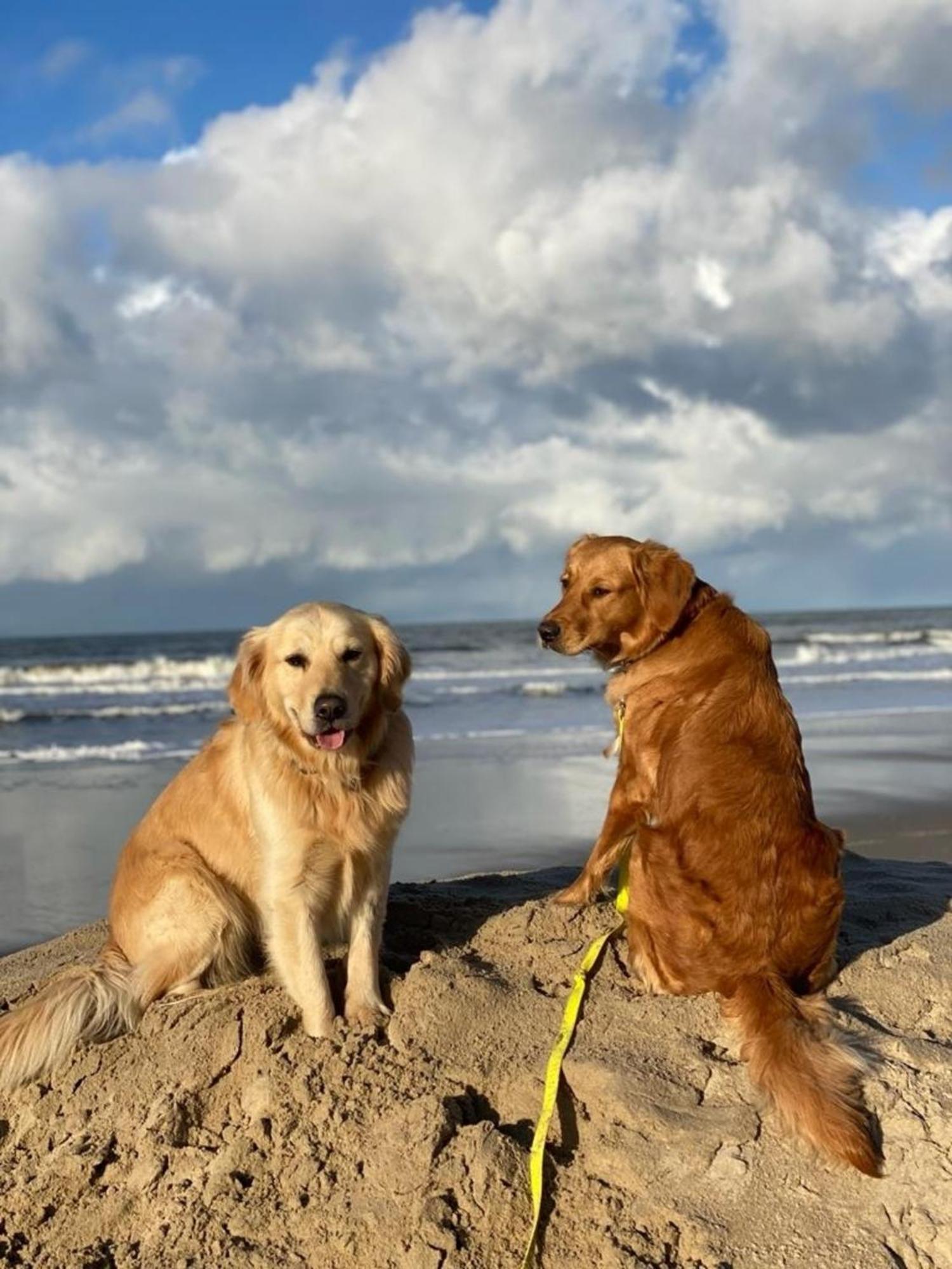 N 9Strandnahes, Hunde-Familienfreundliches Ferienhaus Callantsoog Luaran gambar
