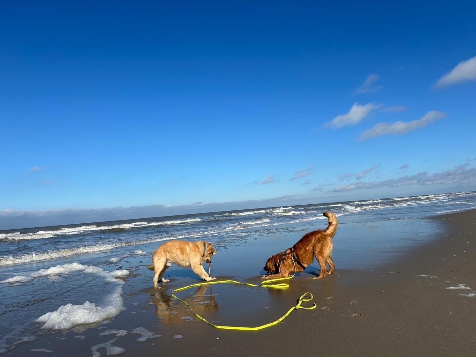 N 9Strandnahes, Hunde-Familienfreundliches Ferienhaus Callantsoog Luaran gambar